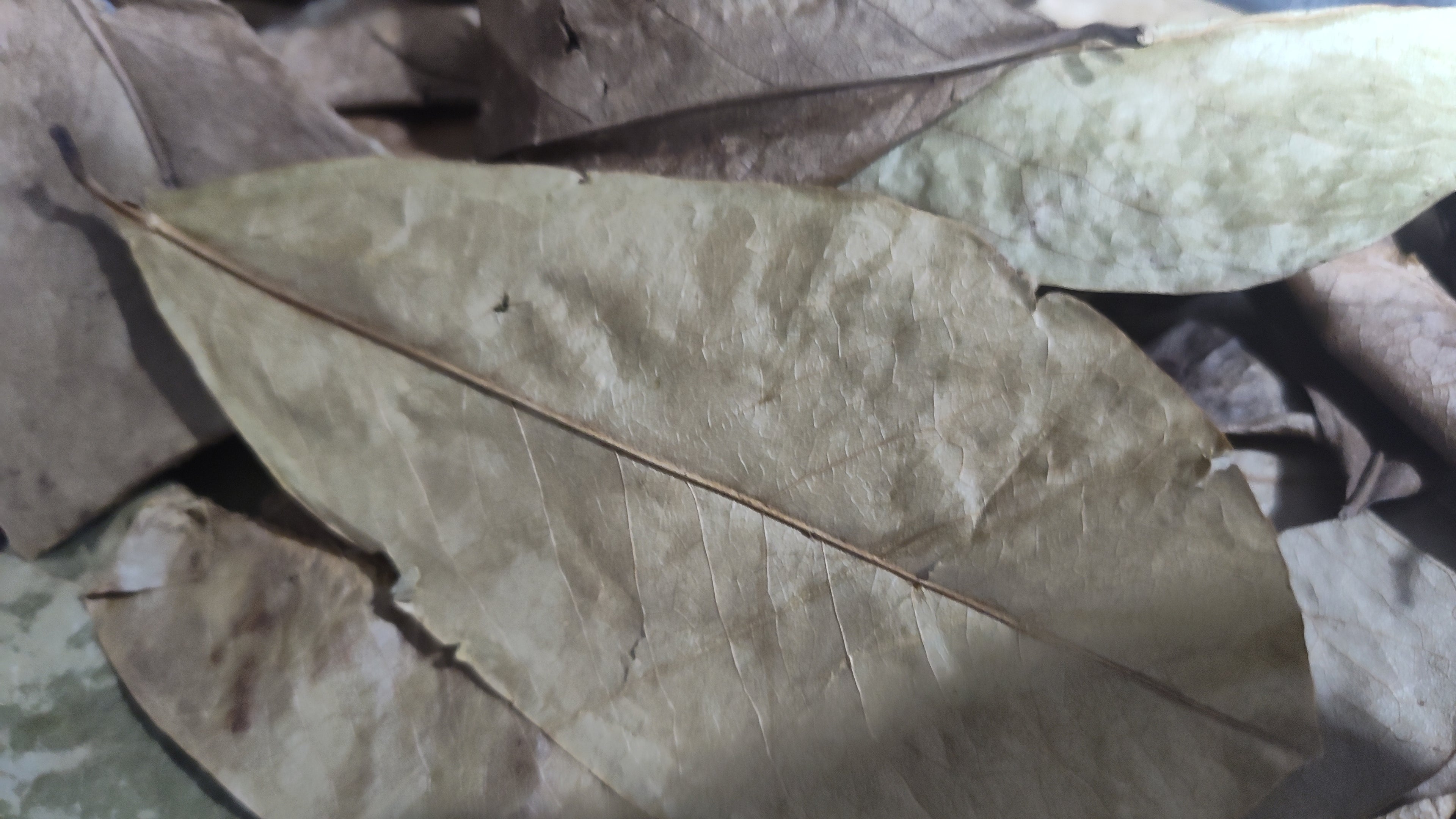 Soursop Leaves